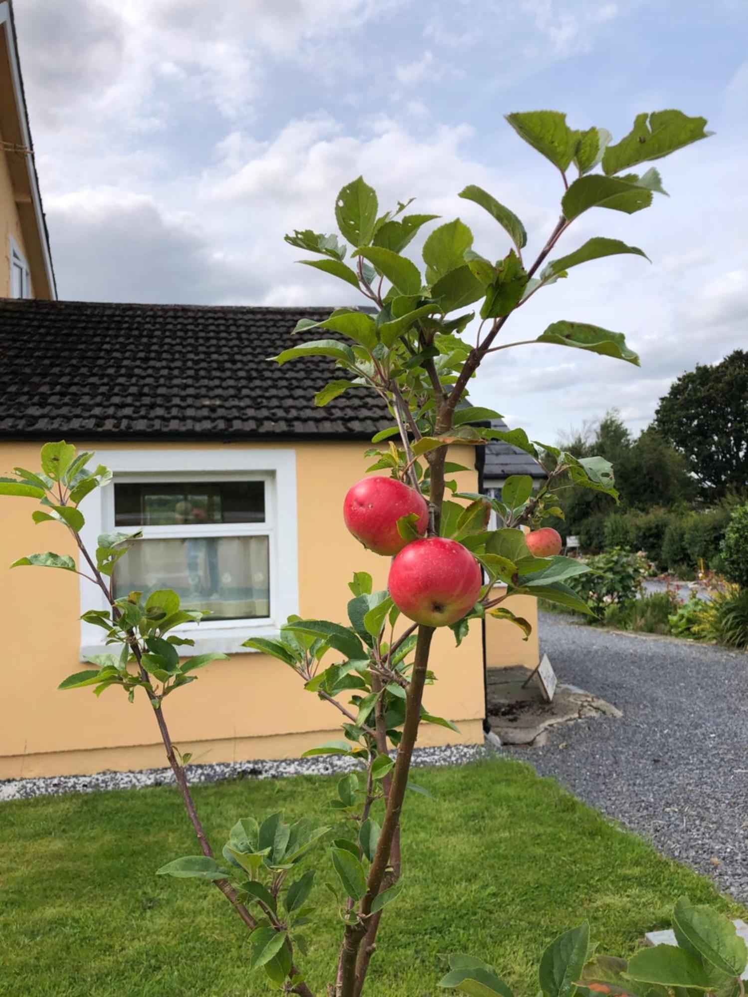 Mon Petit Cottage - B&B And House In Bunclody Extérieur photo